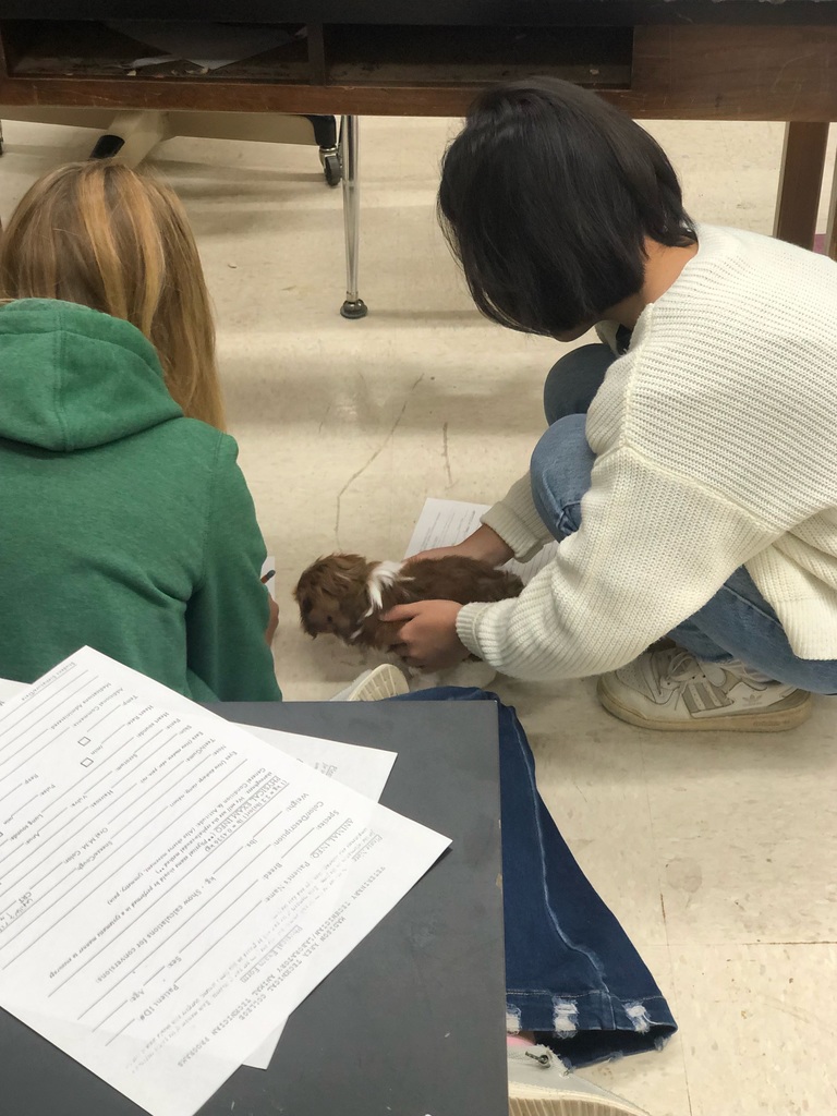 Students doing health exam on puppy