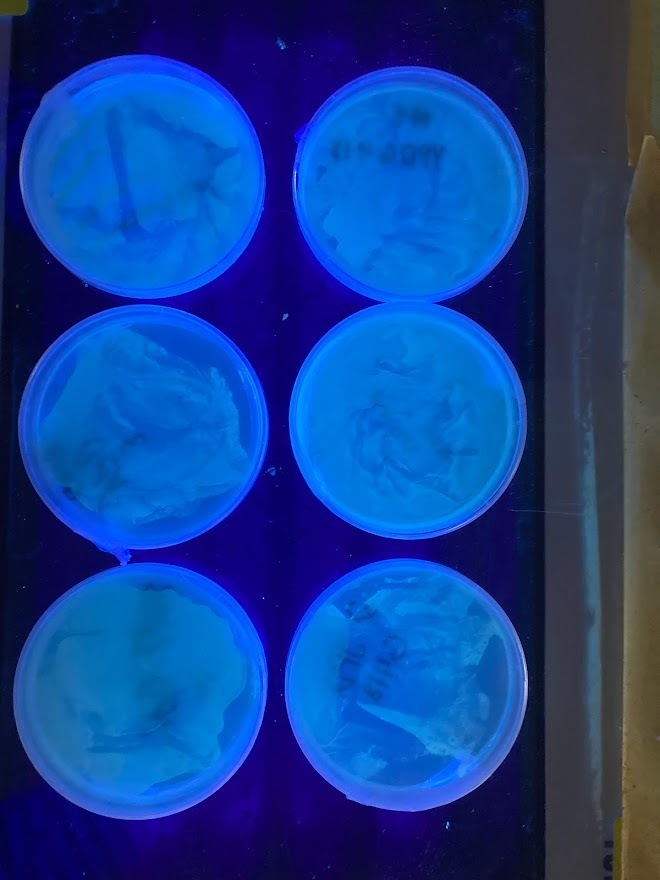 Mr Marx's science lab